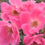 The Pink Knock Out® Rose